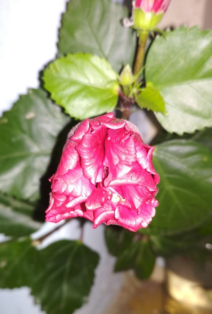 #Flower