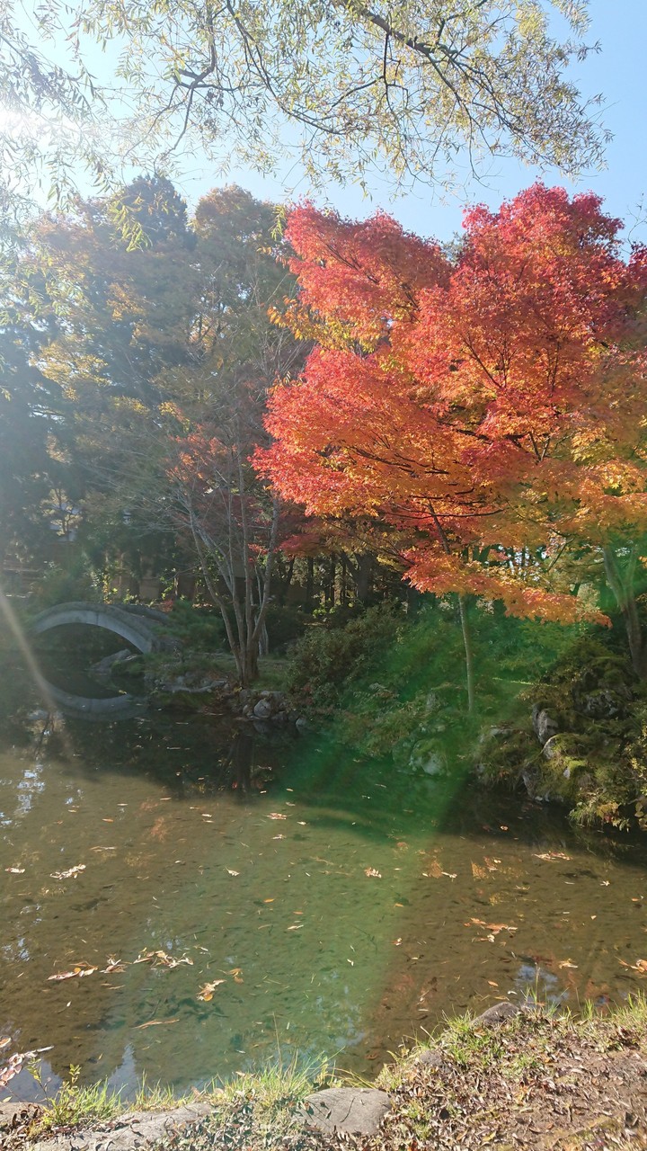 光と紅葉のコントラスト