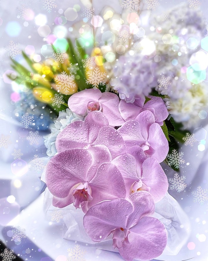 Orchidea