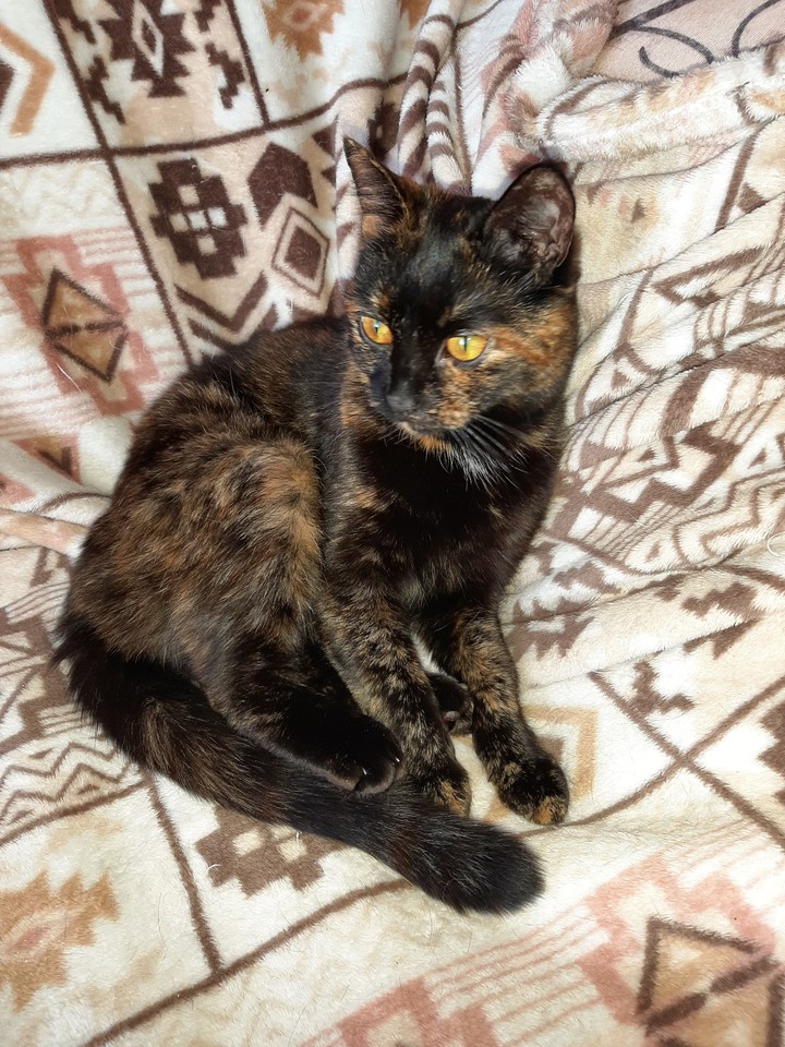 кошка