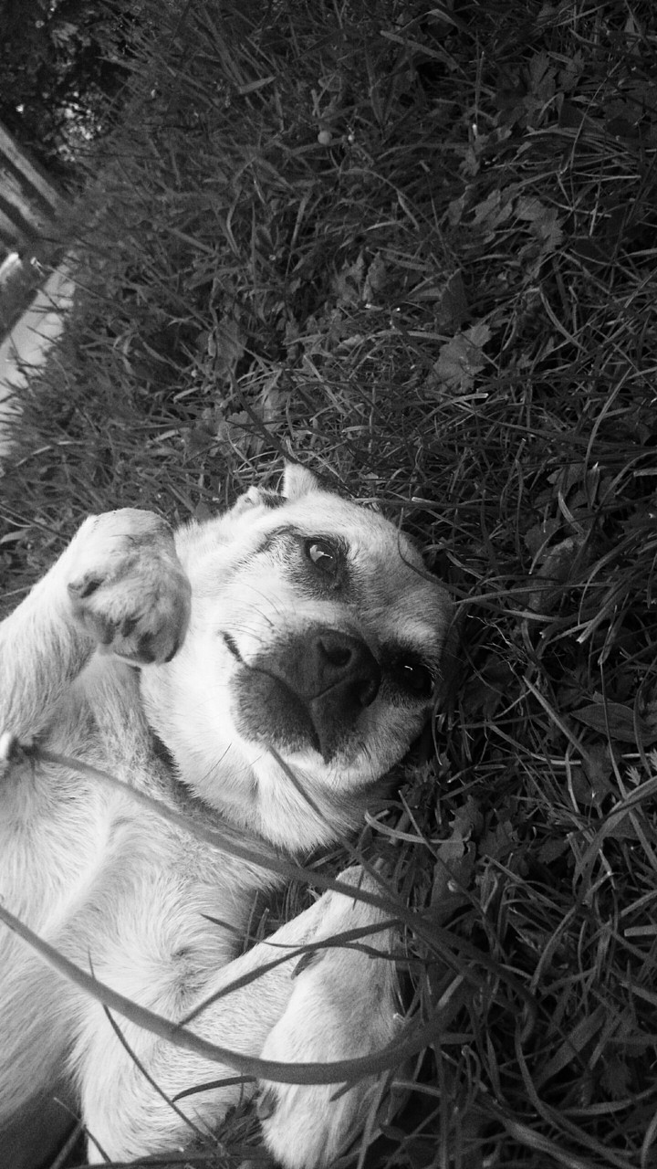 black dog