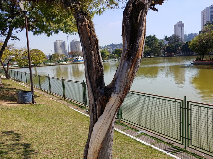 Park tree