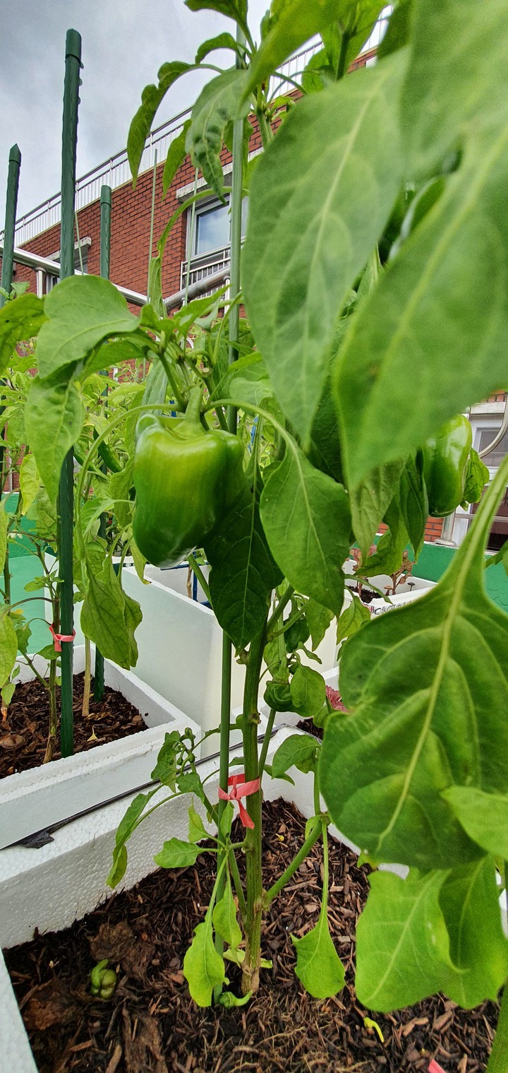 피망