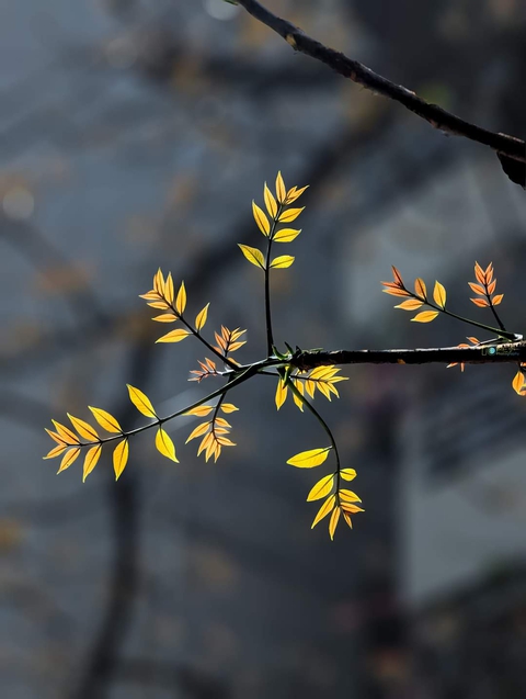 flower, tree Hintergrundbilder