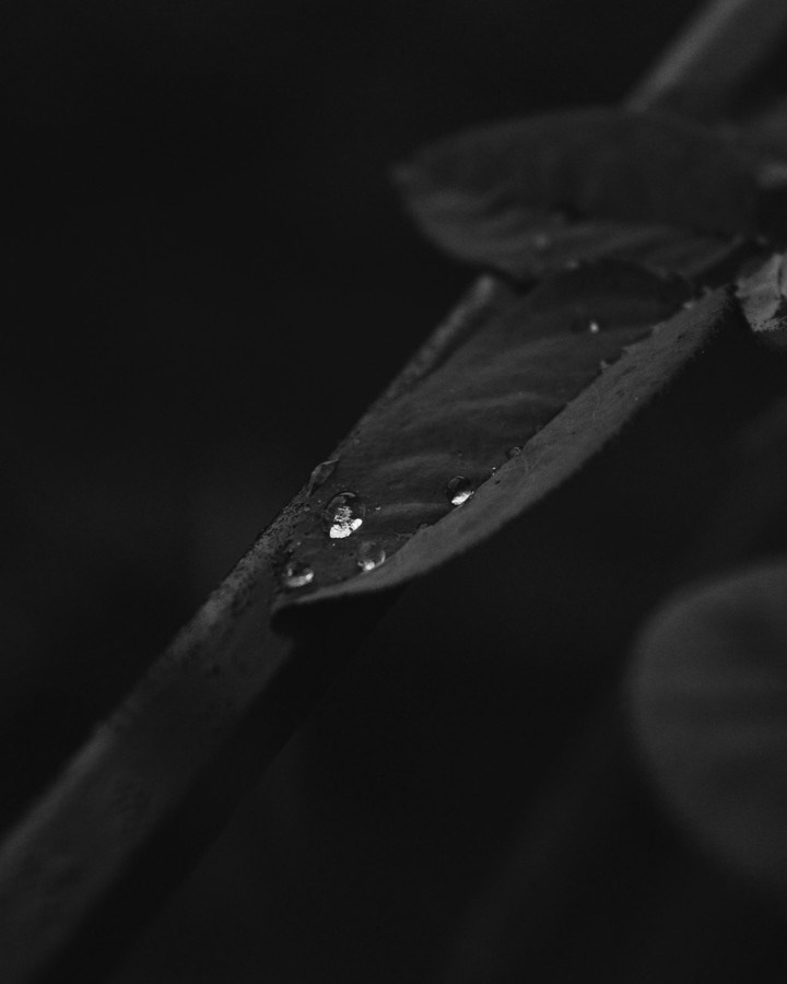 droplet