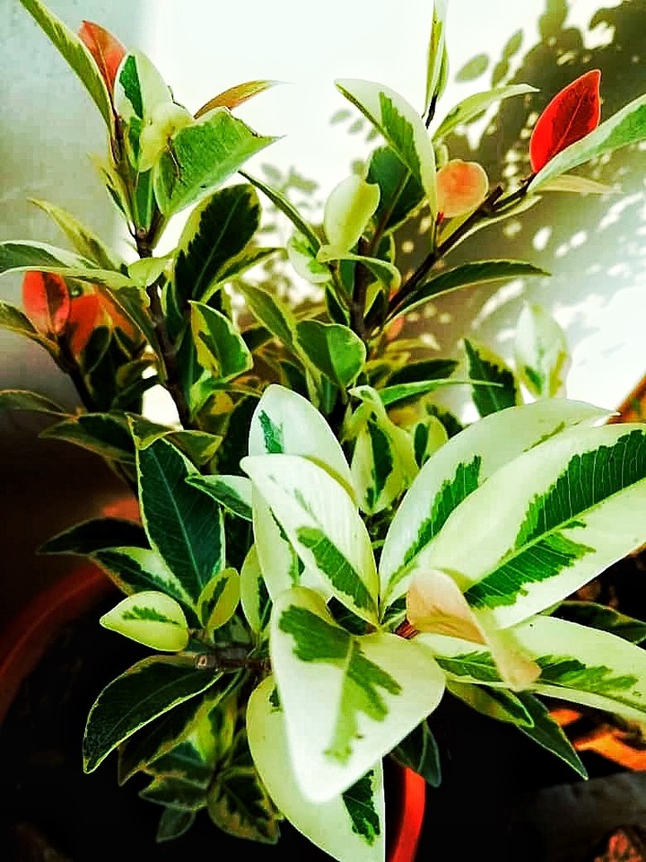 Plant, leaves