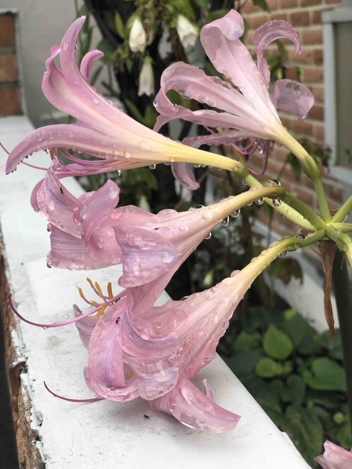 flower with raindrop