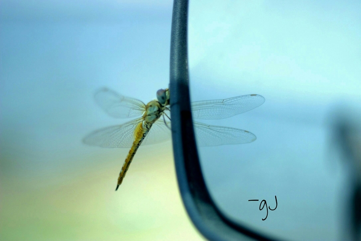 fly...