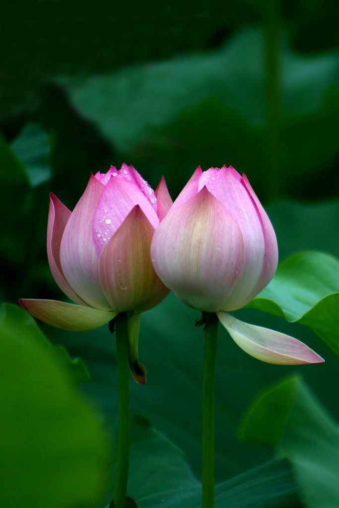 lotus