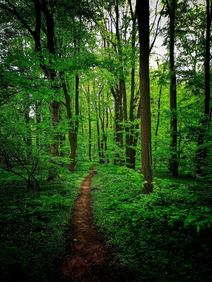 Forest path