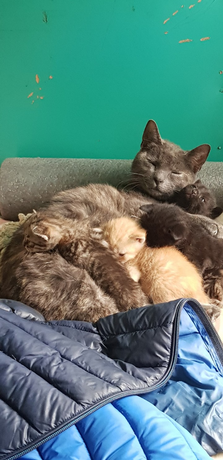 любовь кошки к котятам, чистая и верная