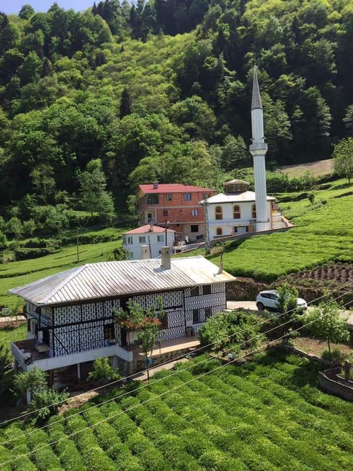 Turkey /Rize tea flowers