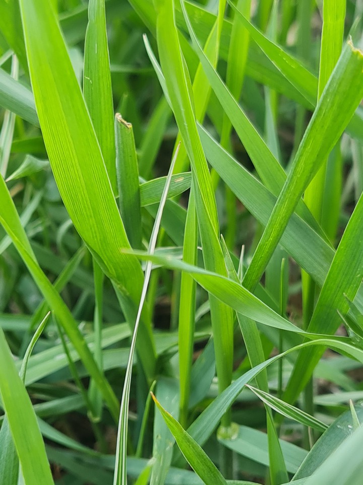 grass