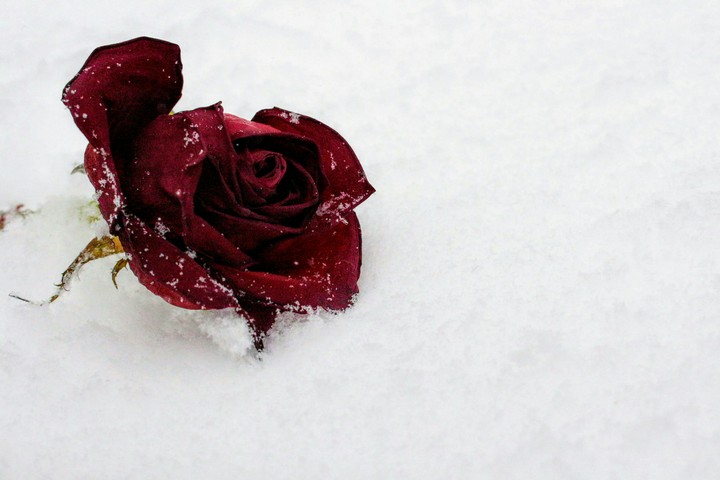 rose in snow