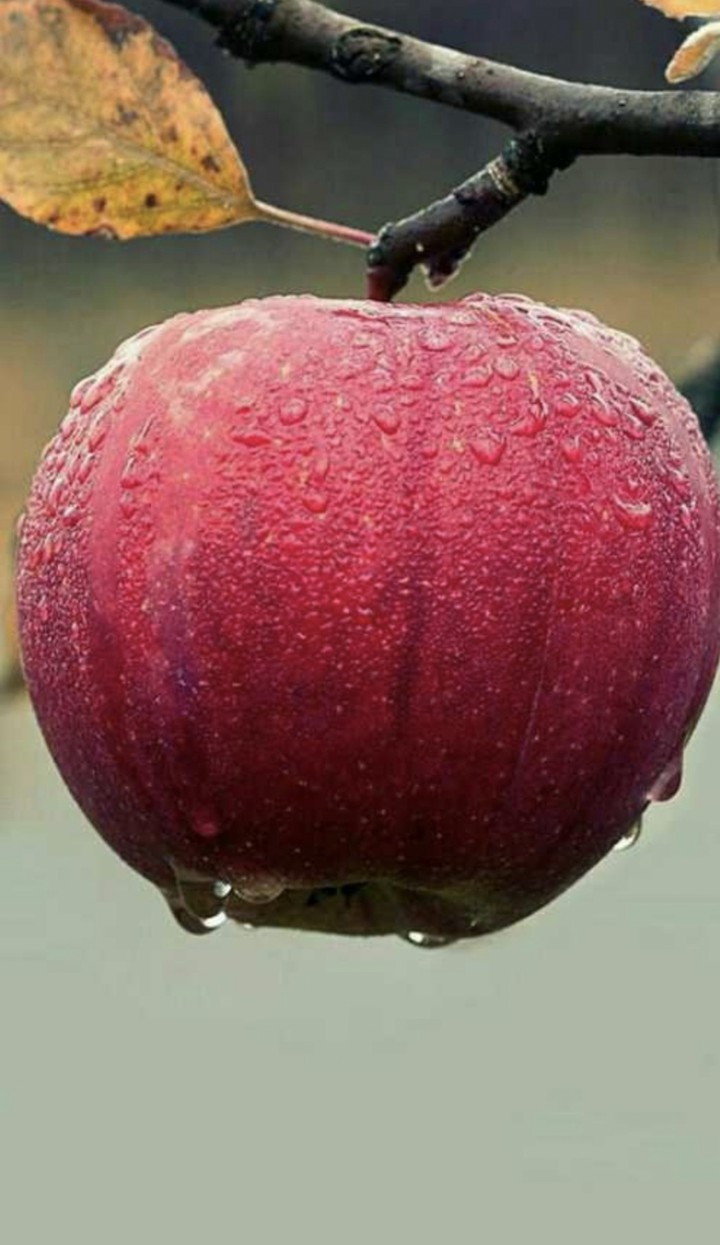 dear