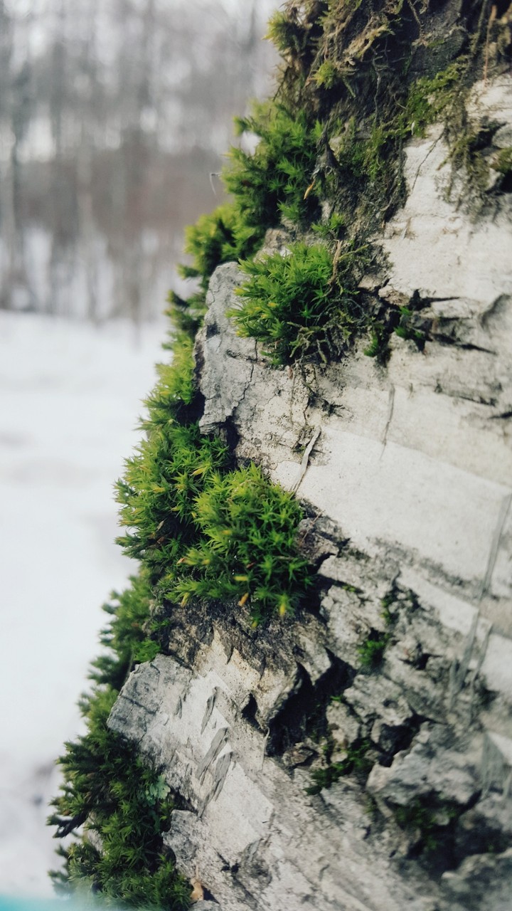 Birch tree