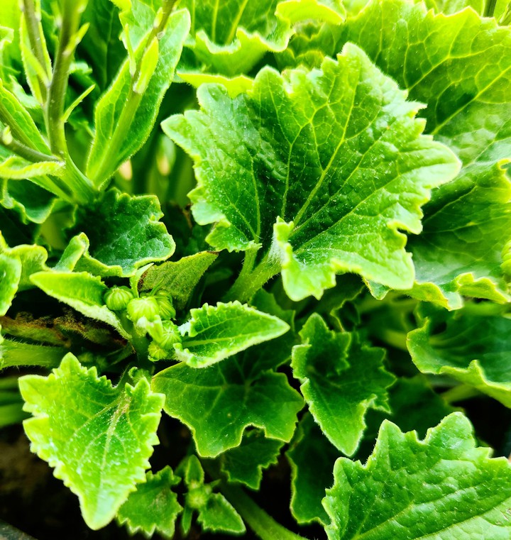 Leaves