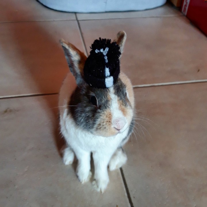 Chouchou