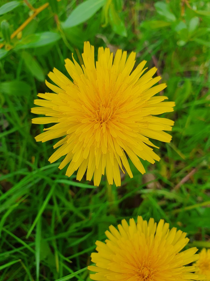 flowers