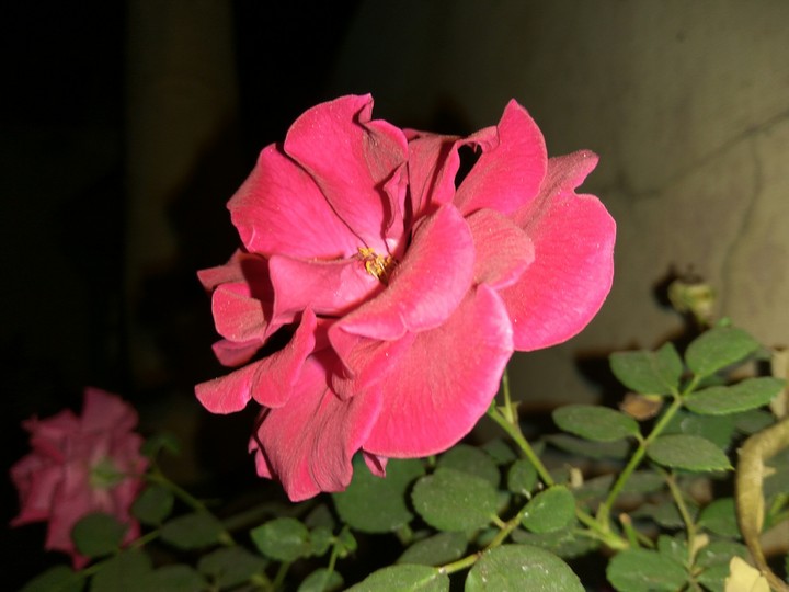 rose 
