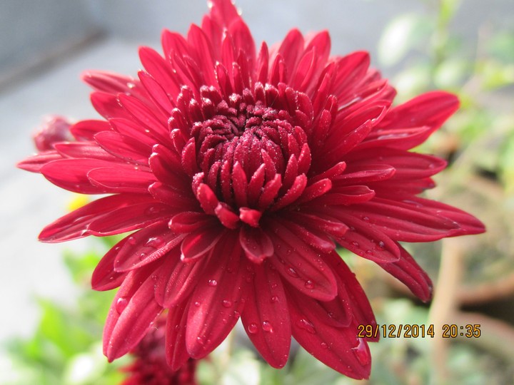 flower