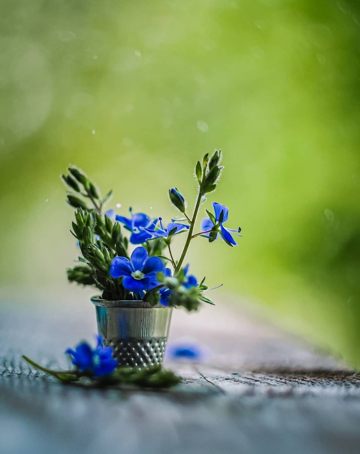Tiny blossom