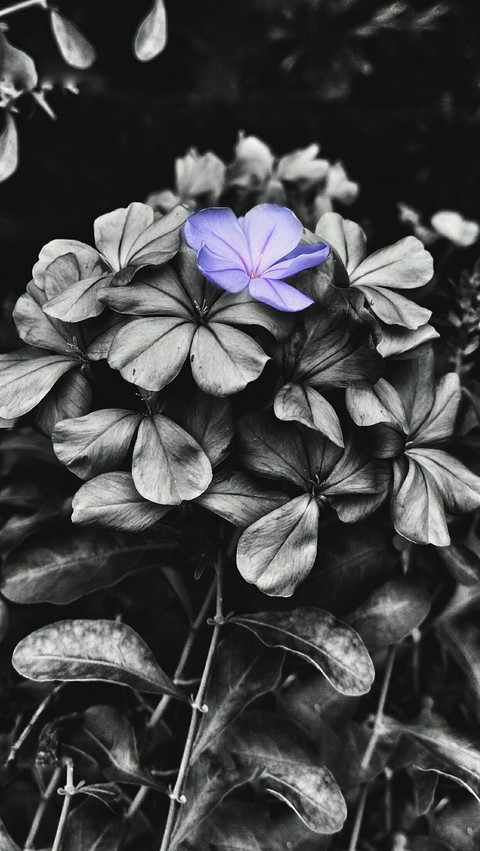 lil' hope. II.