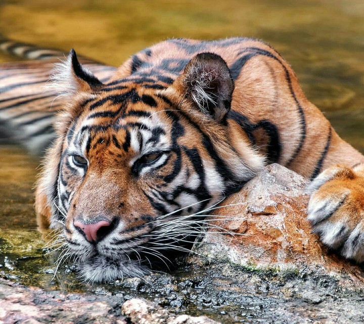 Hayvan-Tiger