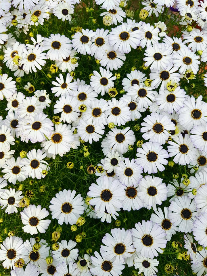 Flower Power