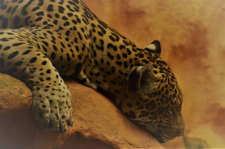 Jaguar