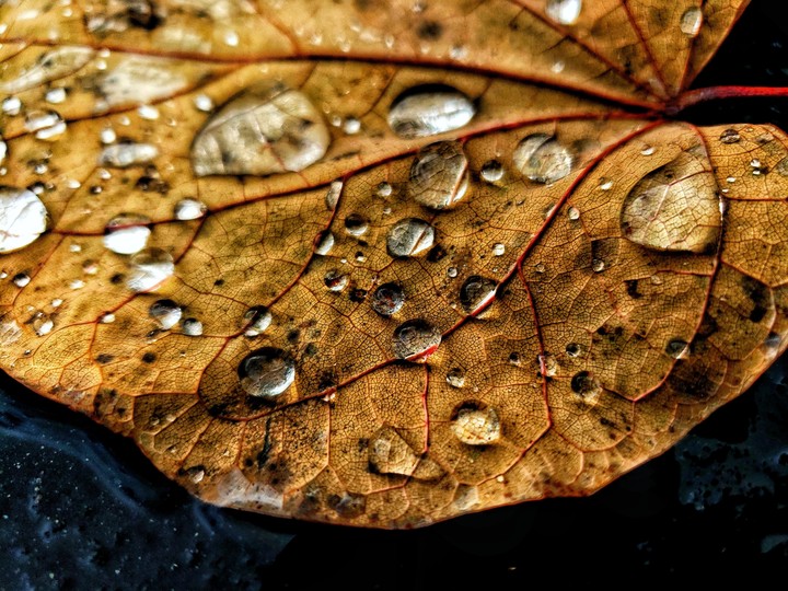 rainy leaf