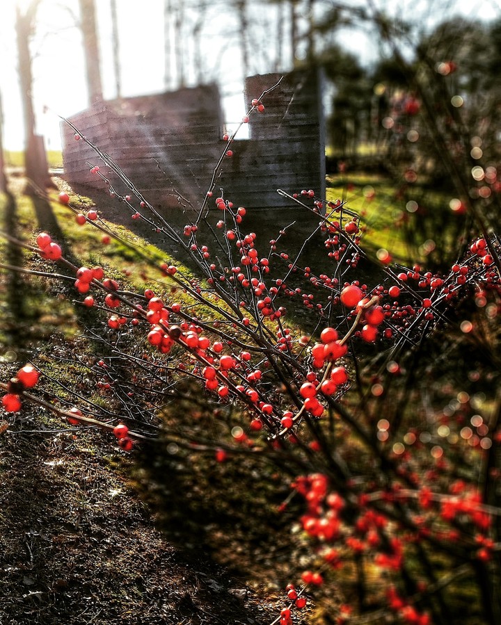 Winter Berries