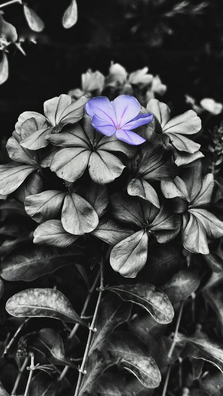lil' hope. II.