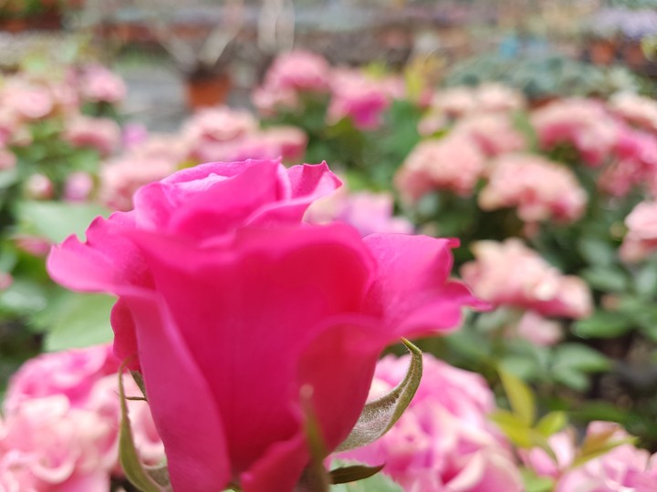 pink roses
