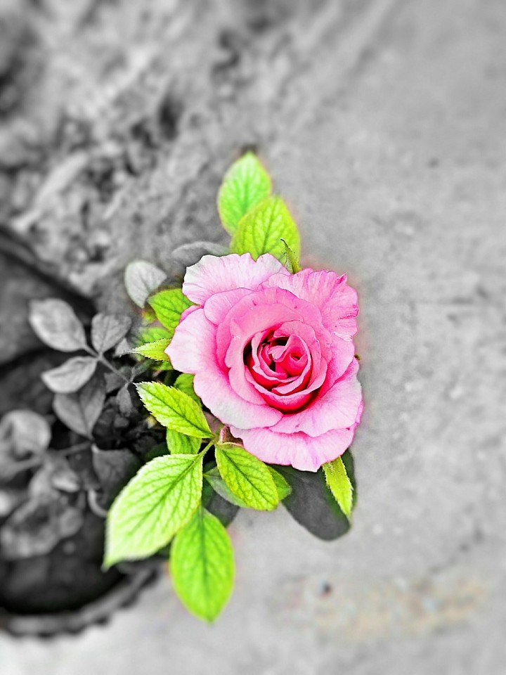 Rose