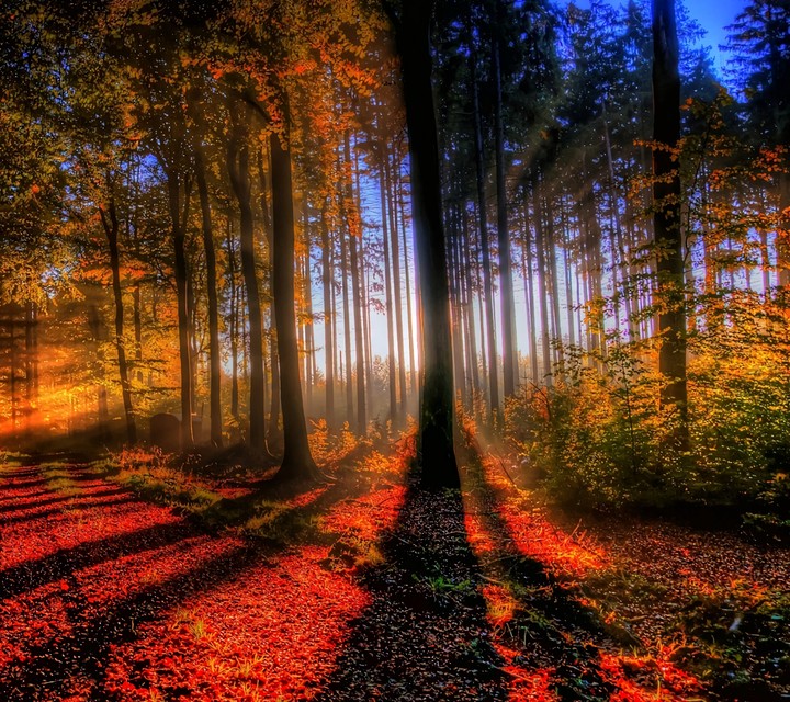 forest