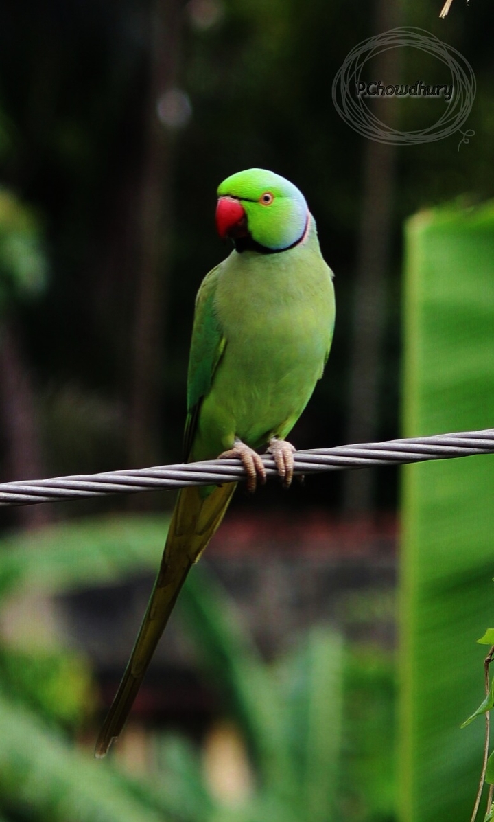 parrot