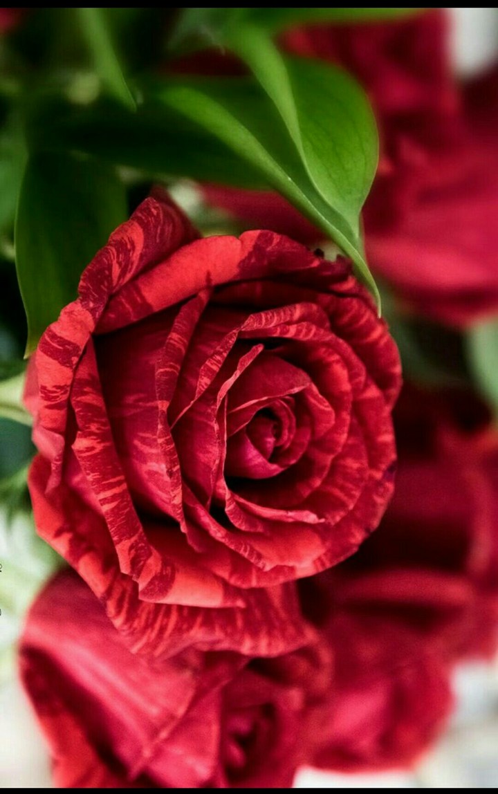 red rose