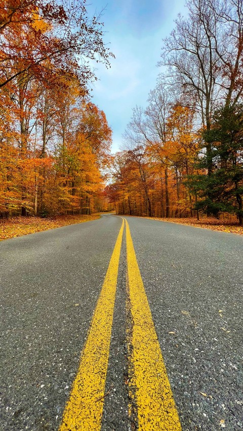 tree, asphalt Hintergrundbilder