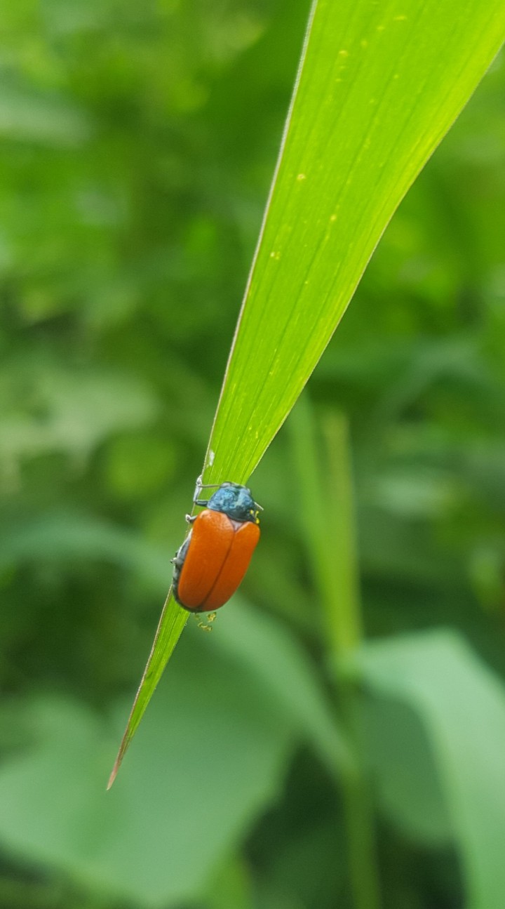 Lady bug
