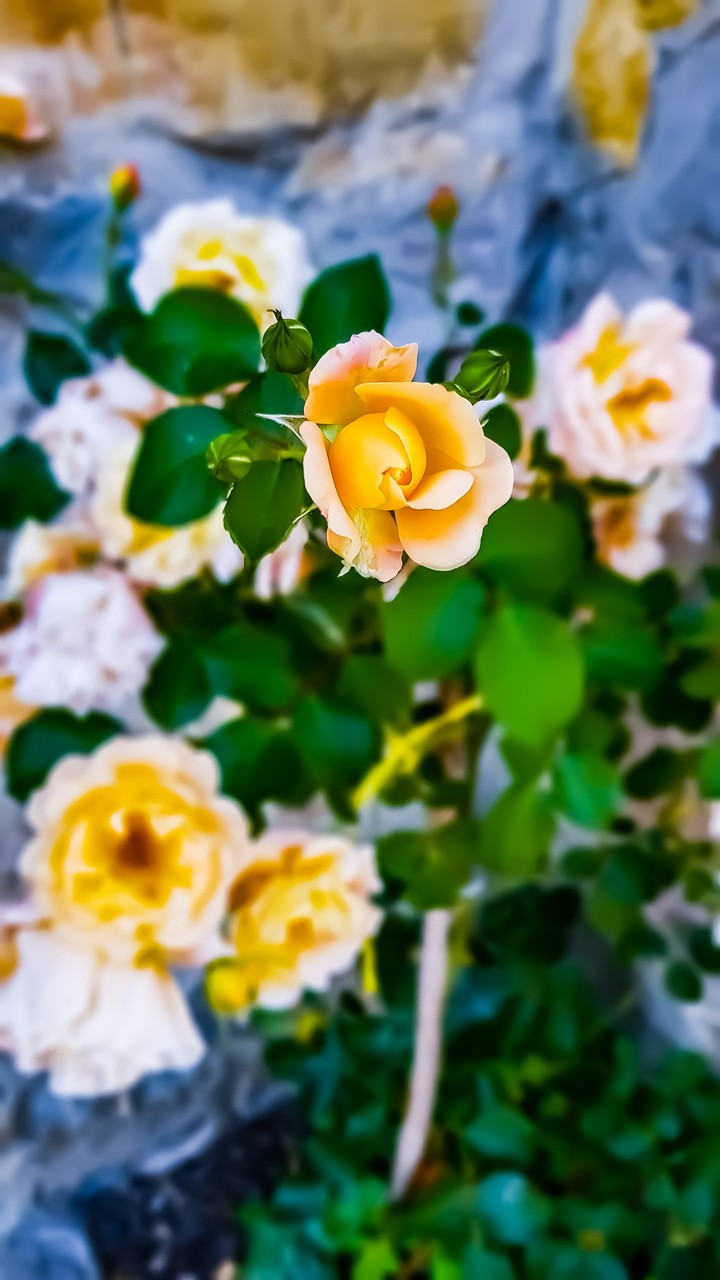 Roses