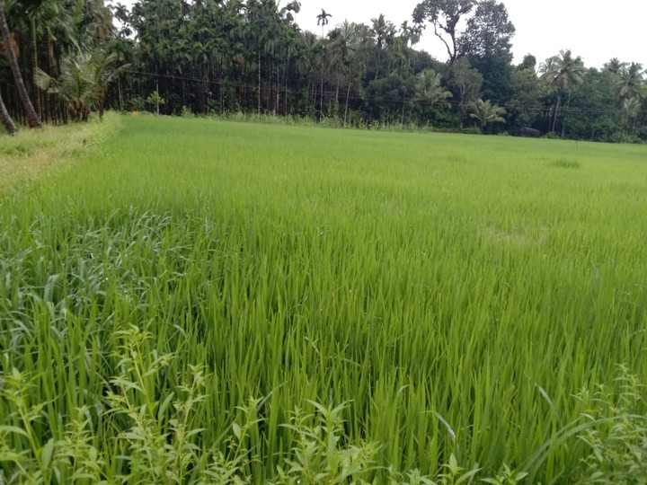 rice