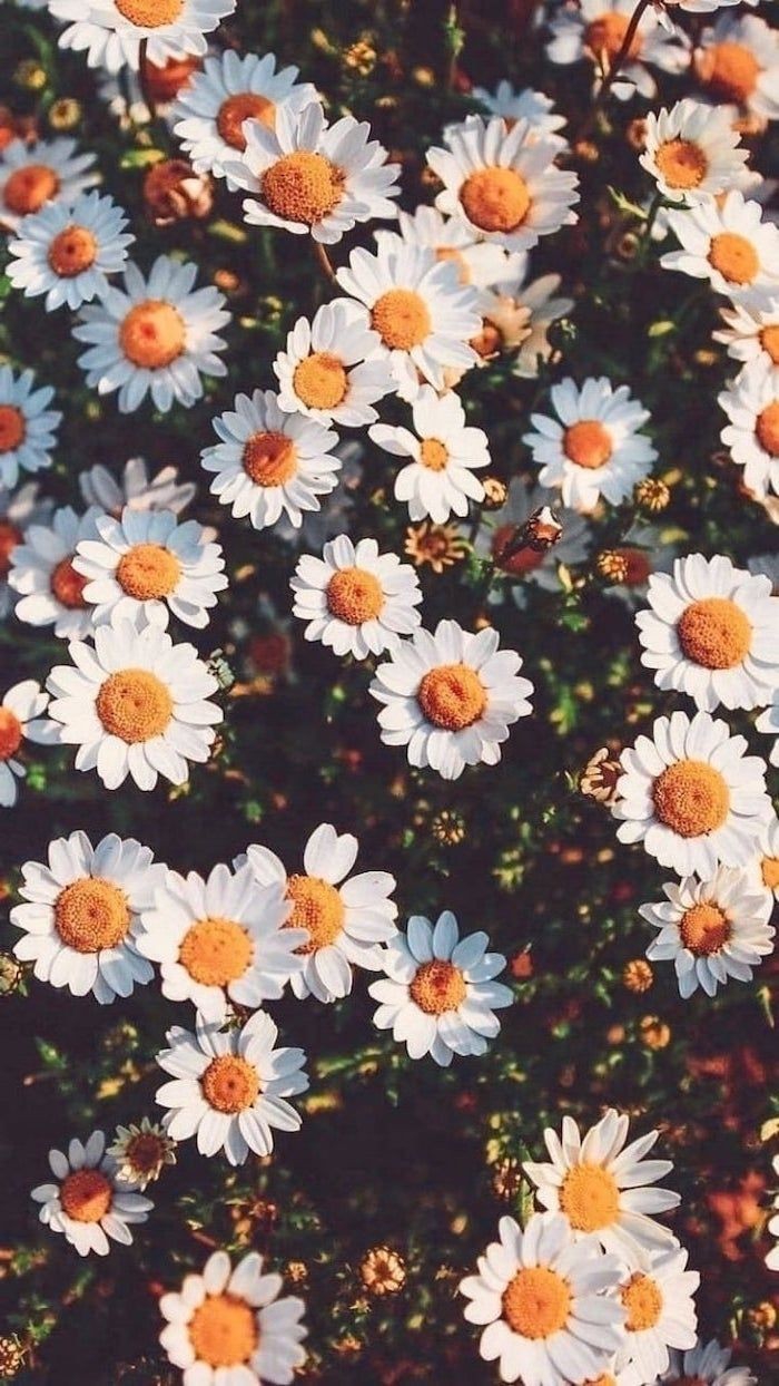 daisies