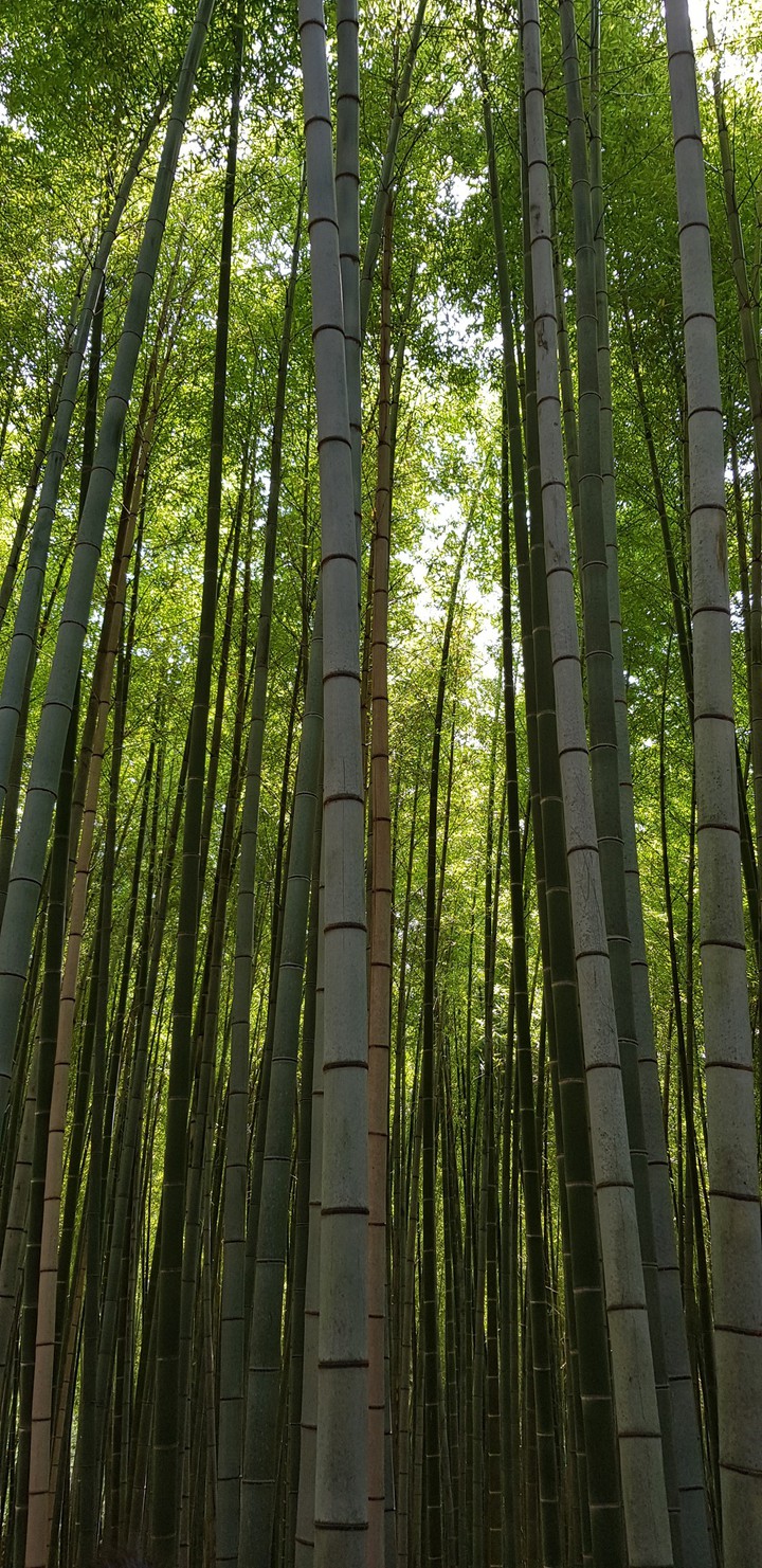 대나무숲