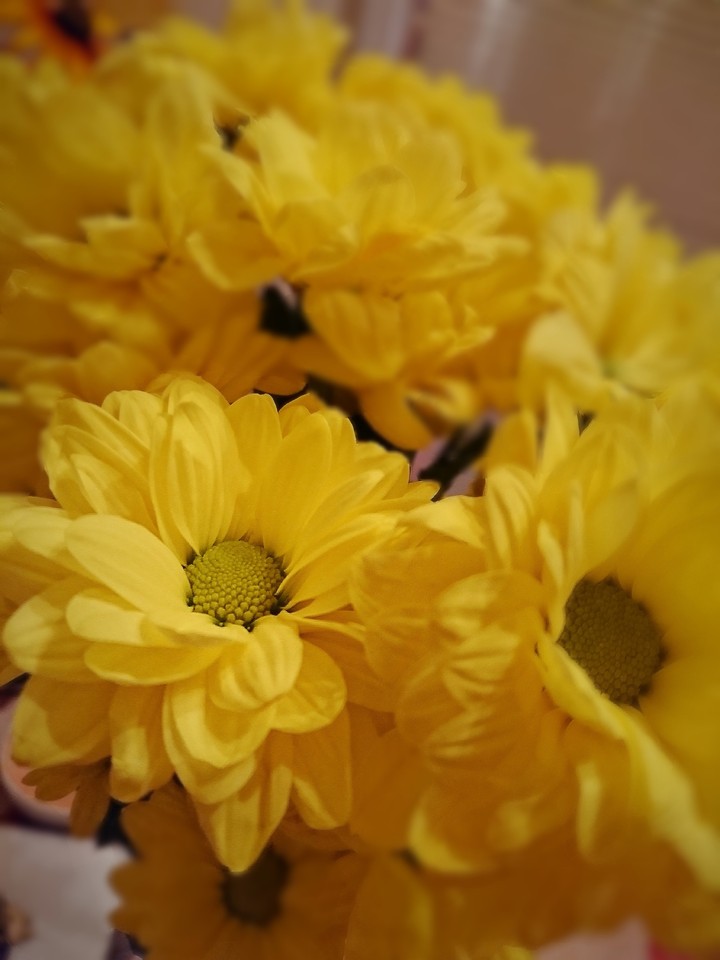 yellow flowers