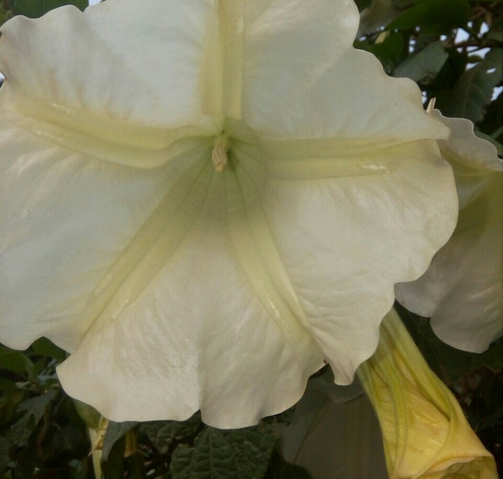 flower blanc