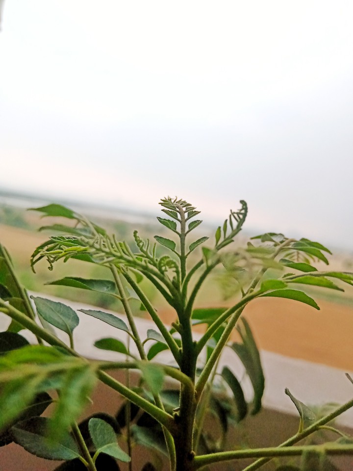 Plant