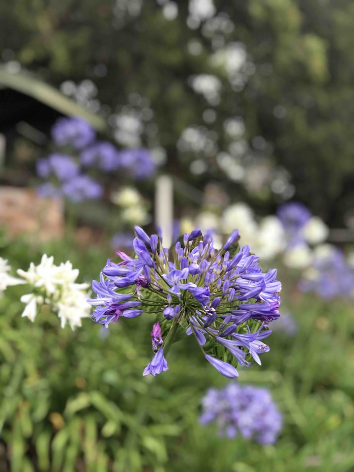 Flowers # Sale national park