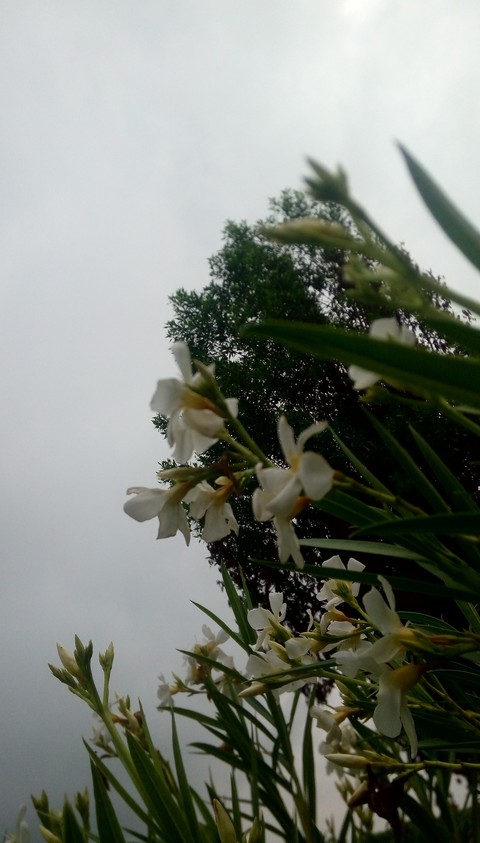 hình nền plant, twig