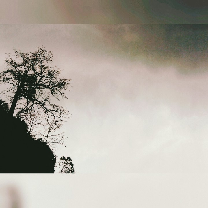 faded tree